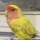 البحث عن روز مفقود