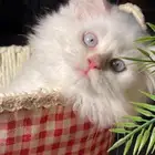 فندقه قطط فندقه ولاده قطط تزاوج قطط يوجد تقسيط تابي