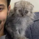 قط سكوتش فولد ( للتبني )