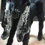 داغور عارضي صنف الصنف 