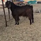 تيس قبرصي