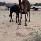 خلفه منيحه