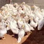 بط بكين