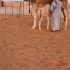 خلفه حمراء هديه وسليمه وحليبها واجد وحلبه رقم واحد