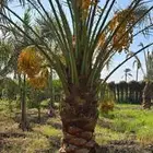 يوجد جميع انواع الاشجار والنباتات خرجي ودخلي