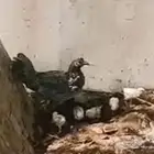 علا اسوم
