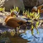 نوادر البط رودي شهرمان الاحمر