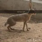 ارانب