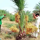 نخل مثمر للبيع نقايل جثايث صقعي هلالي مجدول اخلاص سكري برحي