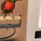 فرخ لوري من النوادر زيتوني