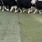 رخال نجد