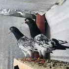 تم البيع طبة تيدي ست ولا أمهات خوارج