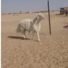 فحل حري صنف فاخر