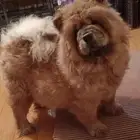 كلاب الملوك و المشاهير الدب الروسي تشاو تشاو Chow Chow