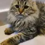 قطط شيرازي للبيع 