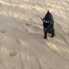 ماعز قزم