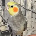 ذكر كروان متكلم (تم البيع)