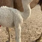 ناقه شقحاء السوم 17 تحته بكره