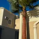 نخل واشنطني زينه