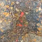 حجر يحتوي على الذهب والزنجفر...gold cinnabar and other min