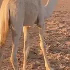 قعود للبيع