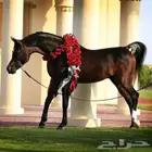 مهره ( واهو )