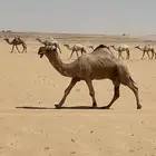 فحل احمر رماني كككفو وطيب ومنتج