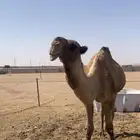 بعير اشعل منتج
