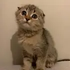قطوه للبيع وكلشي عنه اكلمك فالتواصل مع الرقم
