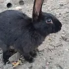 أرنب ذكر للبيع بصحه جيده