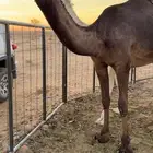 صفرا لقحه