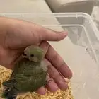 للبيع عدد 2 فروخ روز ( تم البيع)