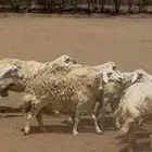 للبيع ضان حريات مراح واحد ولد ودفيع (( تم البيع ))