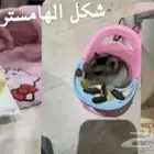 هامستر انثى