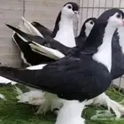 للبيع حمام شرازي