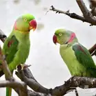 زوج دره نيبالي للانتاج
