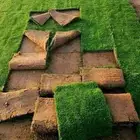 مشاتل تنسيق الحد ائق