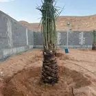 توريد نخيل بجميع انواعه