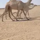 للبيع قعود باتلي فحل ذمه