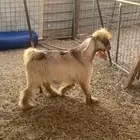 تيس عارضي
