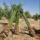 يوجد لدينا جميع انواع النخيل المثمر