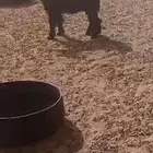 تيس عارضي صنف الصنف