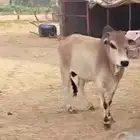 ثور هولندي فاخر جذع شرط فحل يضرب له انتاج