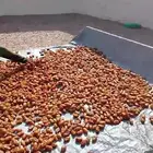 تمر صفري