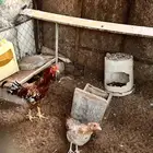 ديك ودجاجة بالخرج