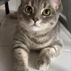 قط ذكر للتزاوج