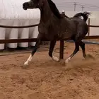 مهره واهو ( تم البيع )