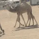 خلفه شقحا