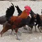 دجاج عربي ترثه سلاله قديمه