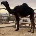 بكره بنت مخوف الجهيم كفوو